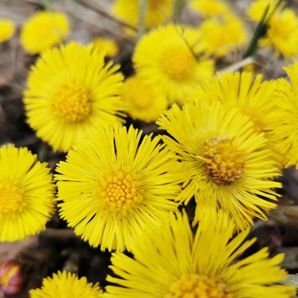 Bodyguardapotheke RAUSCH Anti-Schuppen-Shampoo Mit Huflattich