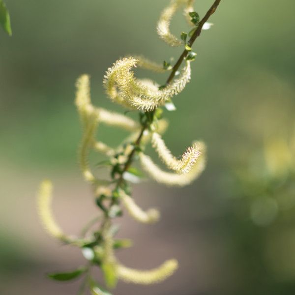 Bodyguardapotheke RAUSCH Spezial-Shampoo Mit Weidenrinde