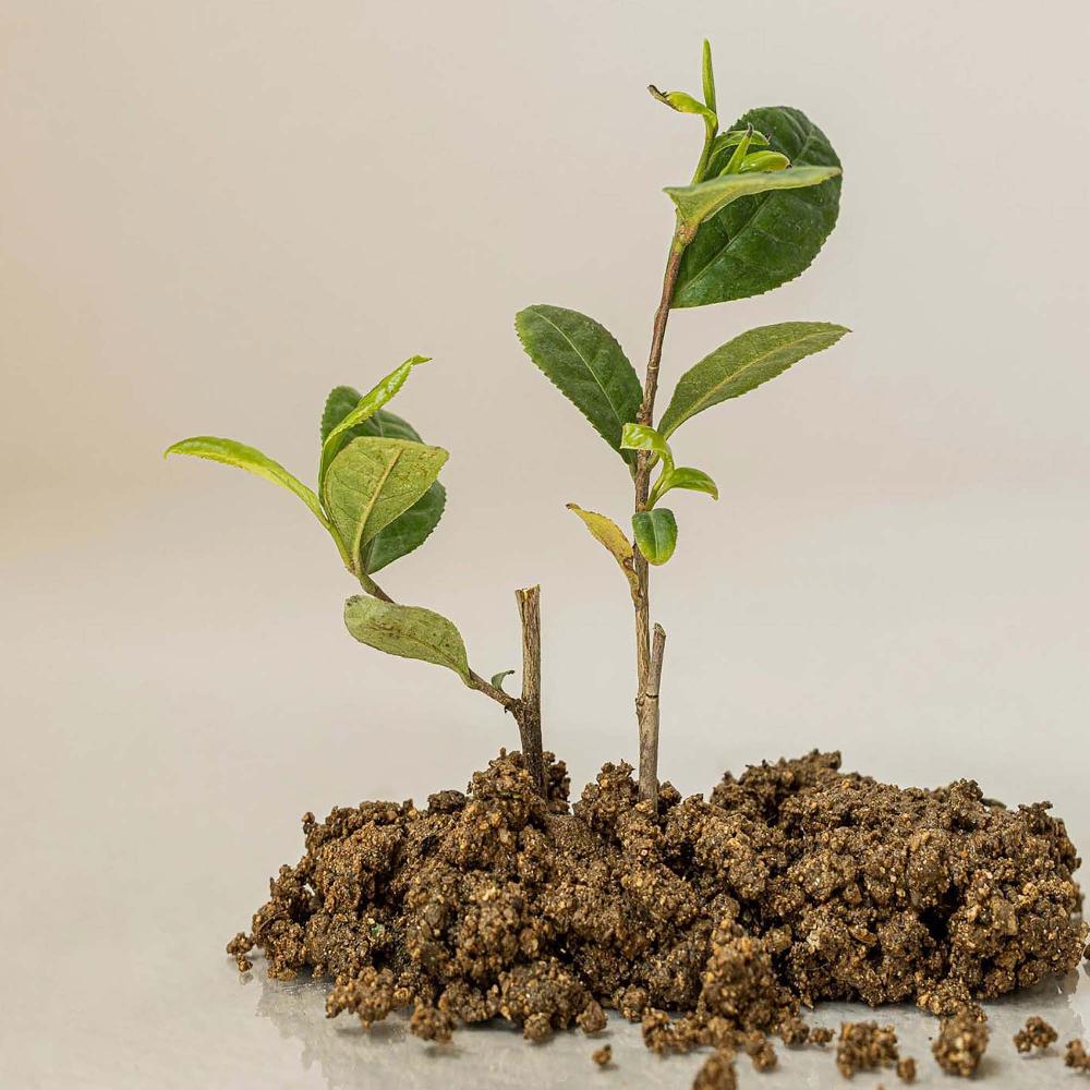 Lookfantastic Beauty Of Joseon Calming Serum Green Tea + Panthenol 30ml