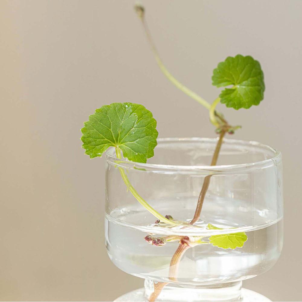 Lookfantastic Beauty Of Joseon Centella Asiatica Calming Mask 25ml