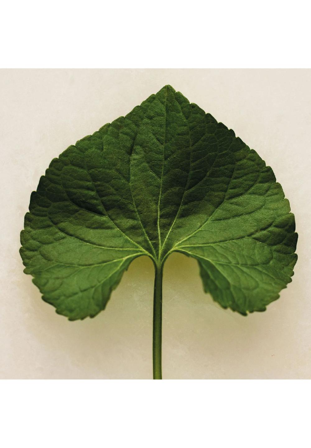 Chloé ATELIER DES FLEURS Natural Extensions Violet Eau De Parfum